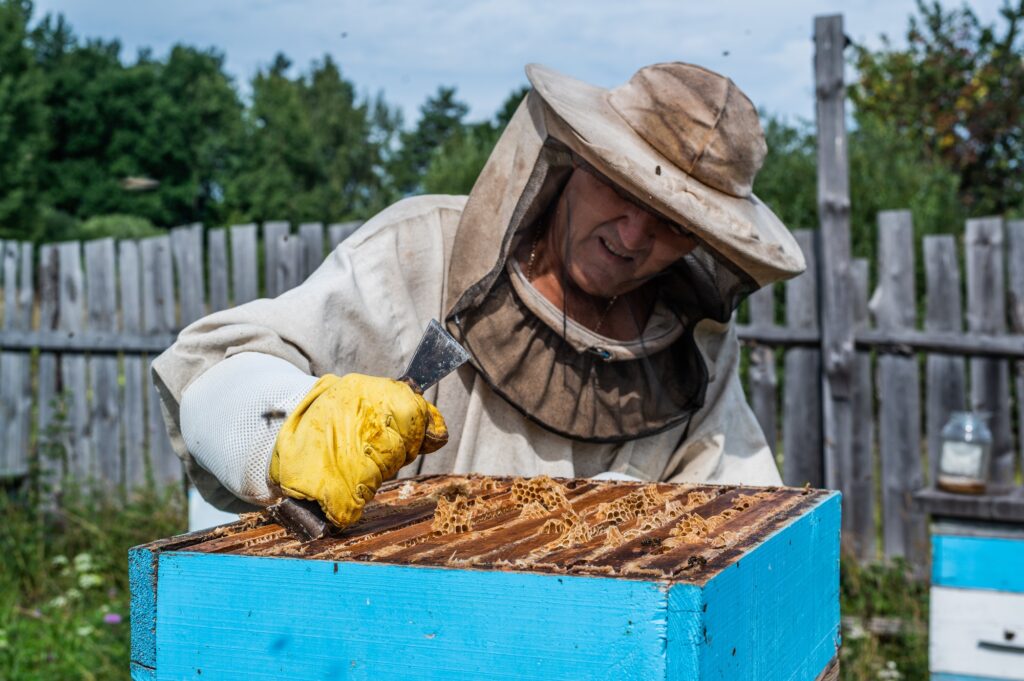 Honey harvest in apiary. Bees on honeycomb. Beekeeper removes excess honeywax to pull out frame with