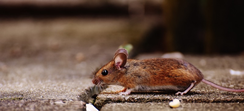 mouse exterminator experts