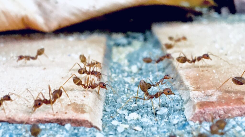 how to get rid of swarming pavement ants