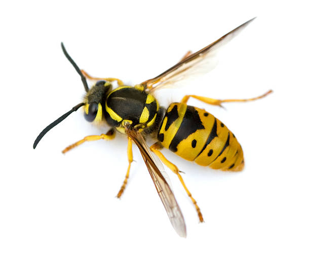 wasp removal in boise idaho